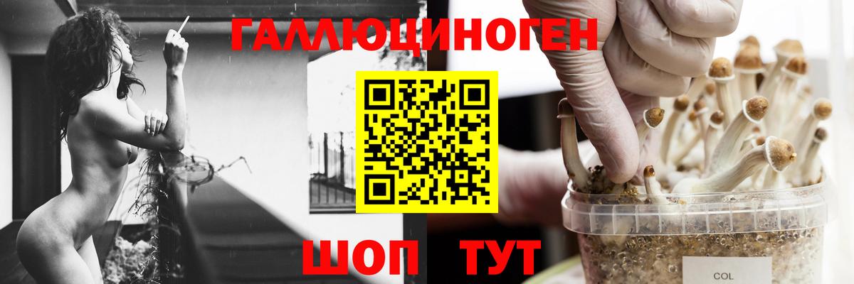 Галлюциногенные грибы мицелий  сколько стоит  Галлюциногенные грибы Psilocybe  Гагарин 